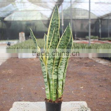 Sansevieria plants easy to grow enjoy light