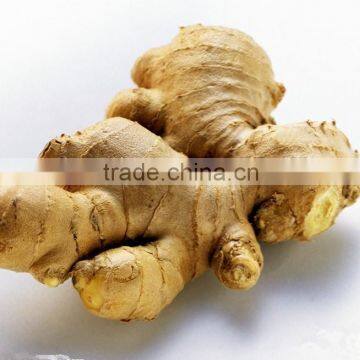 Competitive Price New Harvested Mesh Bag Ginger photo-3