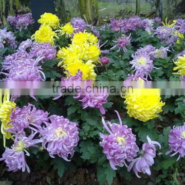 2015 New Crop Chrysanthemum seeds For Planting