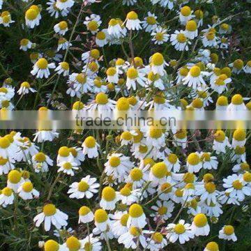 German Chamomile (Matricaria Chamomilla) Flowers