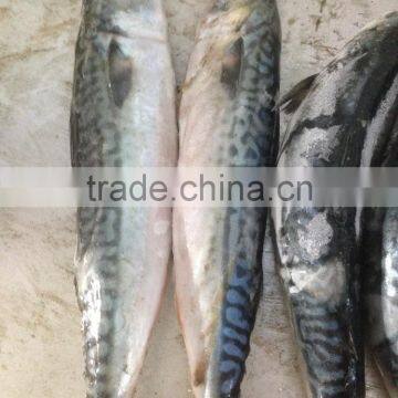 MACKEREL PIKE MACKEREL SEA FROZEN FISH , PACIFIC MACKEREL photo-3