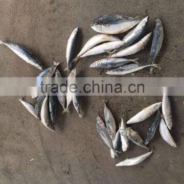 Sea Frozen Mackerel 300-500g 2016 photo-2