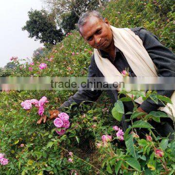 Indian Rose Oil Pure Fresh photo-2