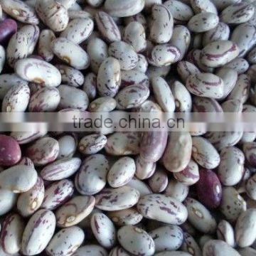 Amercian Light Speckled Kidney Beans