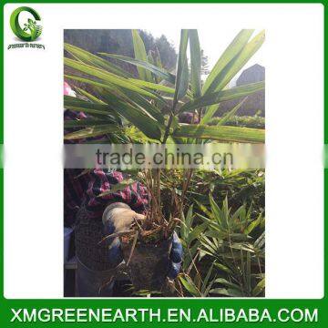 PHYLLOSTACHYS PUBESCENS -- Moso Bamboo Small Plant in Plastic Pots (1)