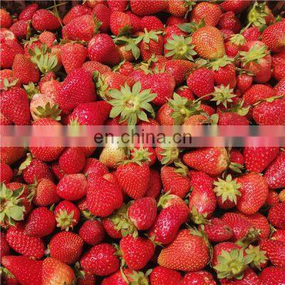 IQF New Frozen High Quality Strawberry photo-3