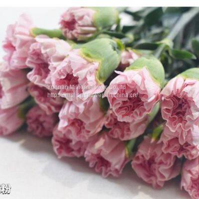 China Flower Fresh Cut Carnations Flower Mother′s Day Gift Wholesale photo-2