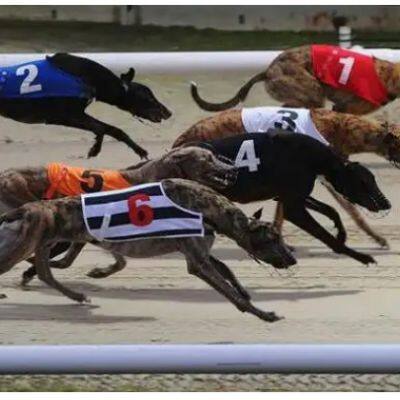 Dog Racing Timing and Scoring System