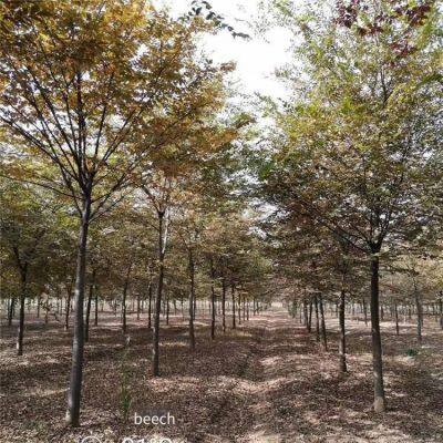 Prices of Beech Trees in Qingdao, Shandong. Base Quotation List. Low Selling Prices and High Survival Rates. photo-5