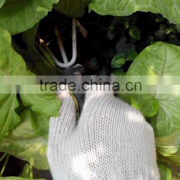 BEST PRICE Manufacturer Made in VIETNAM 100% Cotton Industrial Gloves Working Gloves Garden Gloves Comfortable Glove
