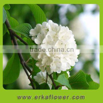 Snow white hydrangea flower bouquet in the hand of bride