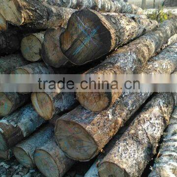 Pine birch logs FSC WOOD