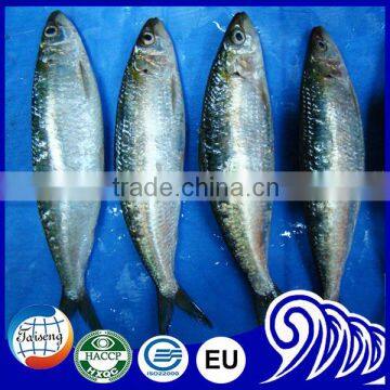 Sardine fish high quality frozen sardine