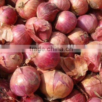 Super Onion from Pakistan