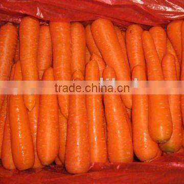 Juyuan Carrot