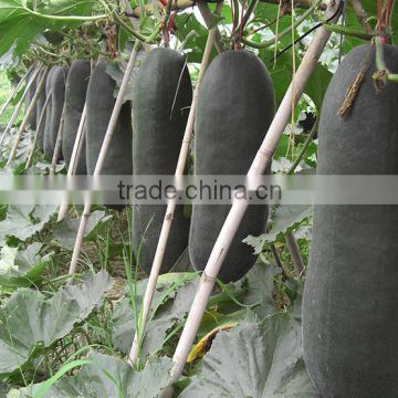 Hybrid black winter melon seeds wax gourd seeds for growing-You Da