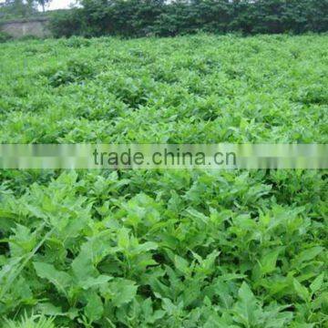 2015 Health food natural alfalfa grass powder