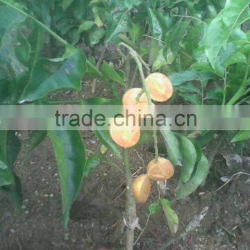 Dimocarpus Longan Lour Seedling photo-5