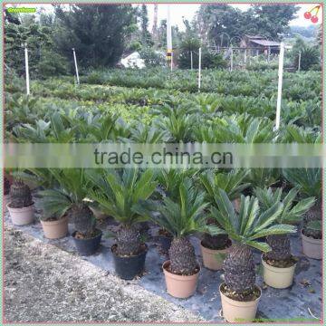Cycas Revoluta