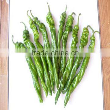 Low Price F1 Hybrid Precocious Horn Shaped Green Chill Seeds for Greenhouse photo-3