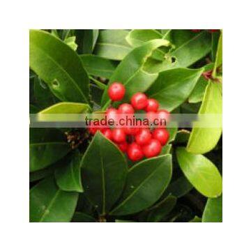 100% Pure Wintergreen Oil (Gaultheria)