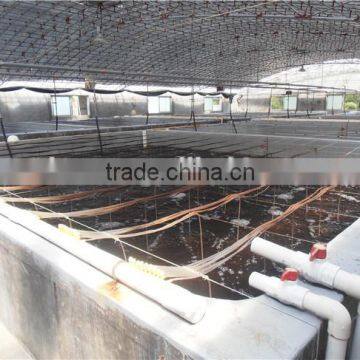 Indoor Shrimp Farming
