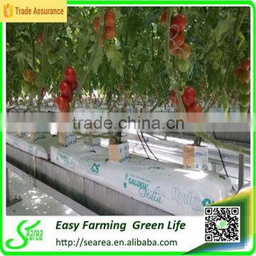 Hot Sale Single-span Plastic Grow Tent/green House for Agriculture photo-3