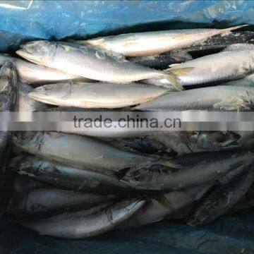 best price seafrozen pacific mackerel wholesale online