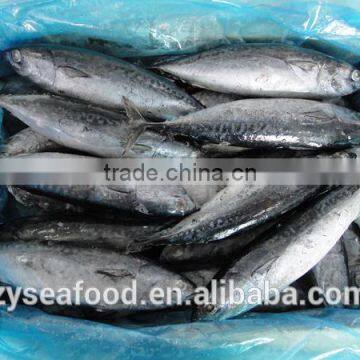 Whole Round Frozen Bonito Skipjack for Wholesale photo-3