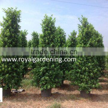 Ficus panda christmas tree ( cone shape) 230cm high