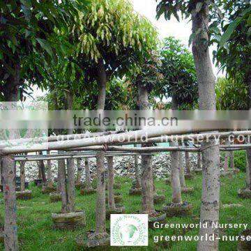 Mangifera indica landscaping trees