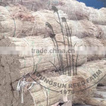 Water Reed for Roof photo-5