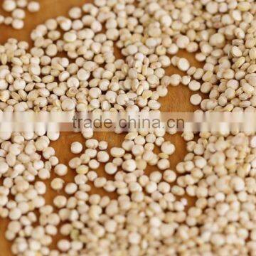 Bulk Supplier of Quinoa Seed