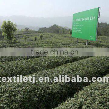 Organic Green Tea /hanzhongxianhao