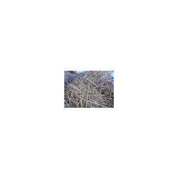 Indonesia Cassia Vera Stick
