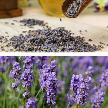 Improve Sleep Lavender Flower Herbal Tea