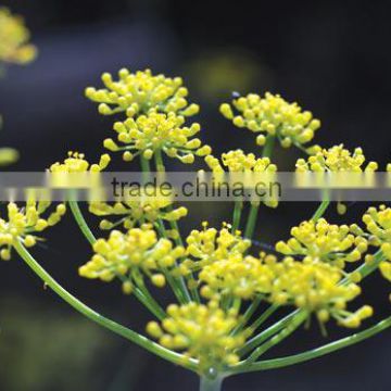 Premium Grade Organic Fennel Seeds From India