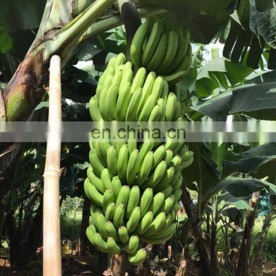 Vietnam Fresh Cavendish Banana