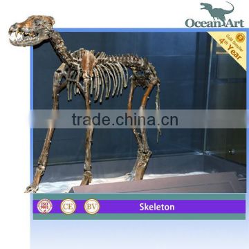 Handmade animal skeleton model