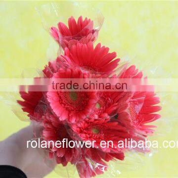 Best Price And Best Quality Long Stem Flowers Fresh Cut Gerbera Pink Gerbera With Fast Transportation