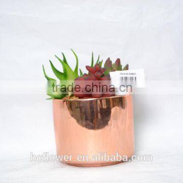 Modern Artificial succulent plant for home and office decoration