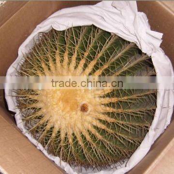 Mammillaria Spinosissima 8.5cm Mini Cactus Succulent Indoor Plants Bonsai Nursery Echinocactus Grusonii Cereus Cacti photo-6