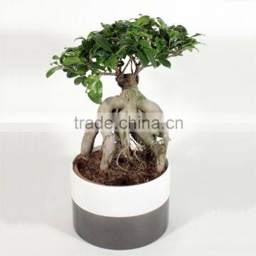 Natural Plants ficus microcarpa evergreen tree