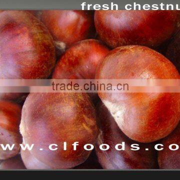 health food organic fresh chestnut for hot dale--the best Chinese chestnuts species