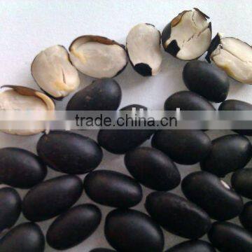 Chinese Small Black Kidney Bean