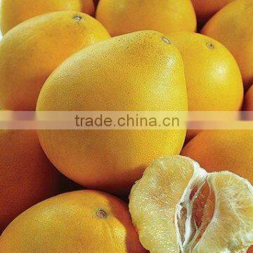 Fresh Shatian Pomelo