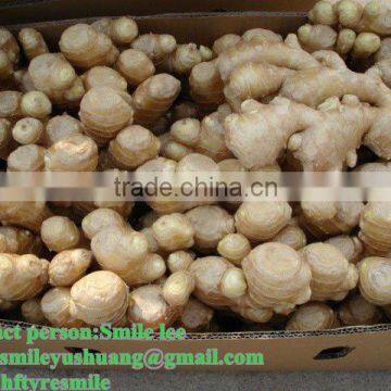 2012 farm fresh yellow dehydrated ginger