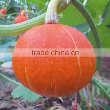 Wholesale hybrid chinese pumpkin seeds red pumpkin seeds For Growing-Red Sun