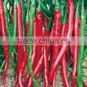 High disease resistance hybrid high yield chili pepper seeds for planting-Hot No.18