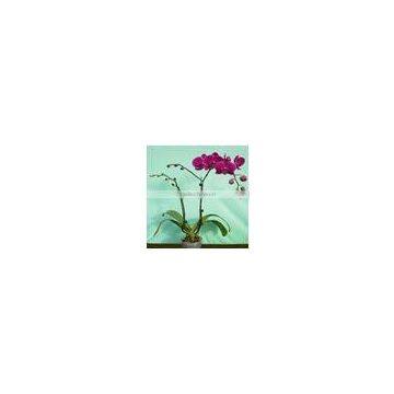 Purple Nersery of Beautiful flower Phalaenopsis Orchid (Ruili Beauty)